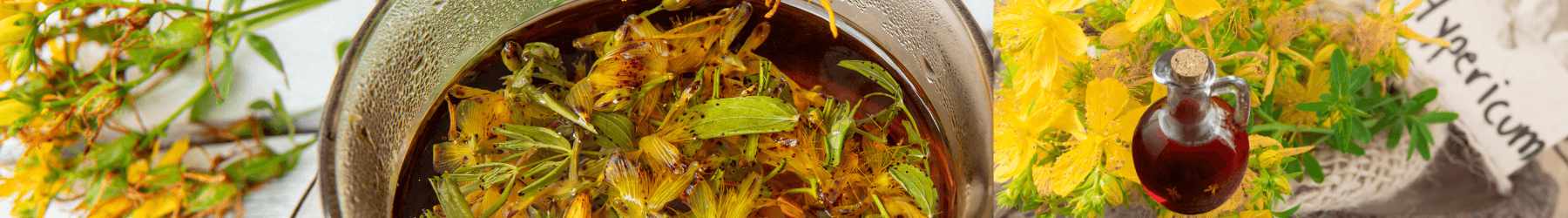 Cvijet Gospine trave 